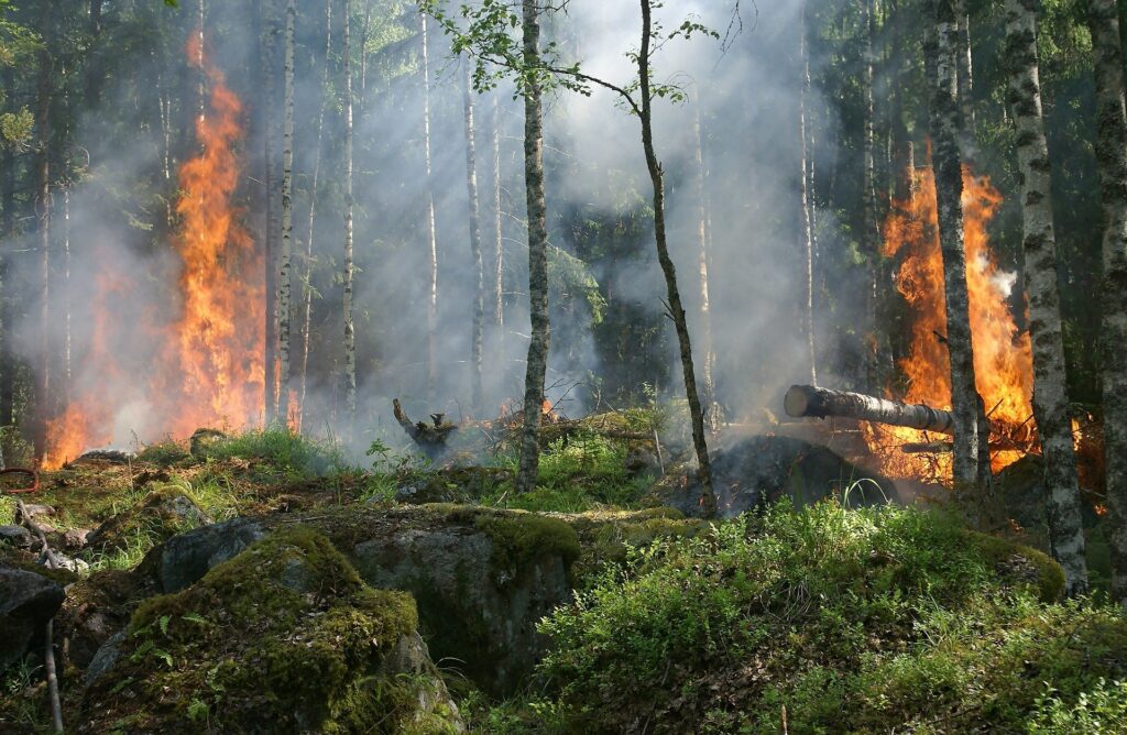 EricssonSmartForest la nueva solución para detectar incendios utilizando lainteligencia artificial