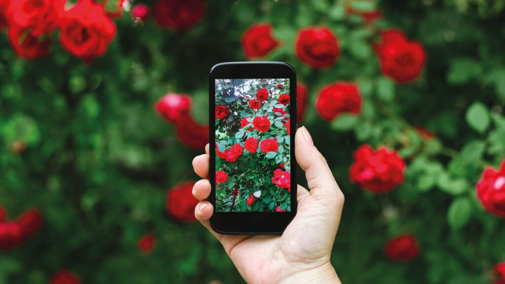 Una mano sosteniendo un teléfono mostrando rosas rojas